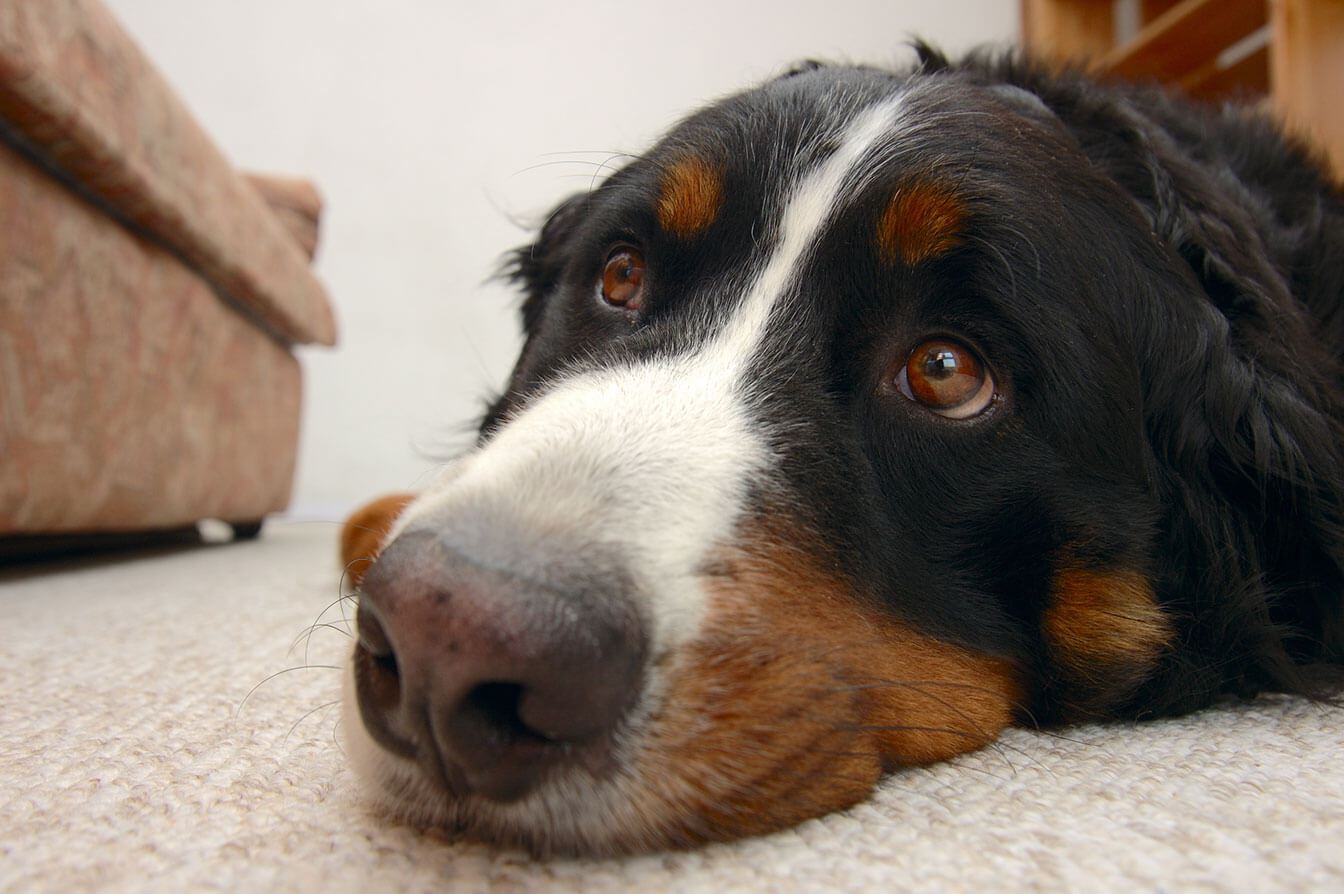 dog laying on fresh cleaned carpet