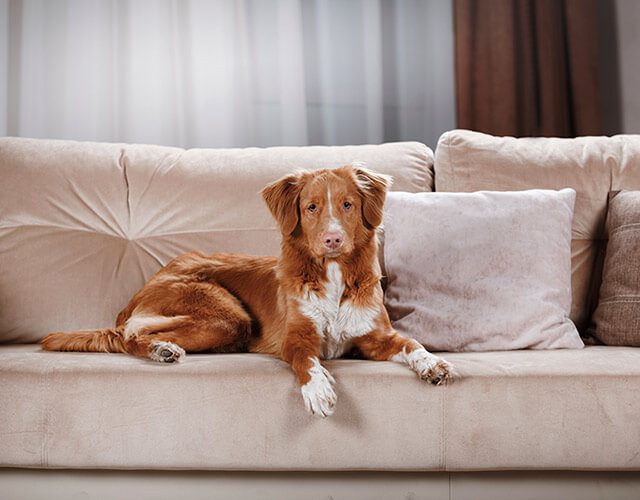 dog sitting on freshly cleaned upholstery